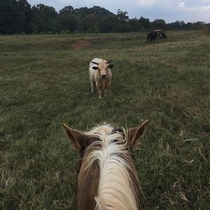 Meet your Posher, Chris